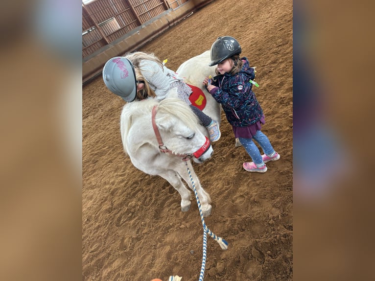 Poneys Shetland Jument 27 Ans 106 cm Gris in Elterlein