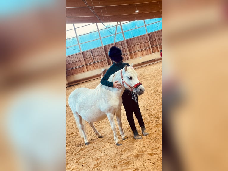 Poneys Shetland Jument 27 Ans 106 cm Gris in Elterlein