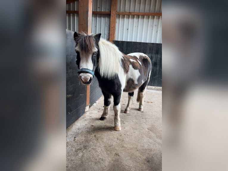Poneys Shetland Jument 29 Ans 112 cm Pinto in Bevern