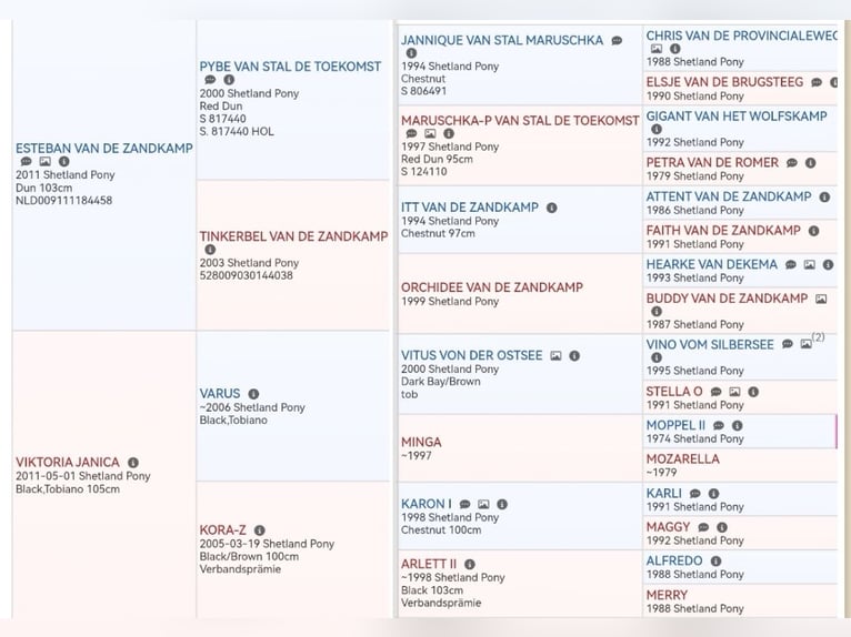 Poneys Shetland Jument 2 Ans 100 cm Bai in Grimmen