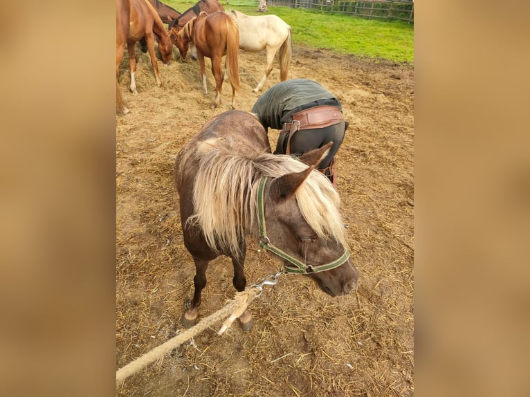 Poneys Shetland Jument 2 Ans 103 cm Noir in Rehburg-Loccum