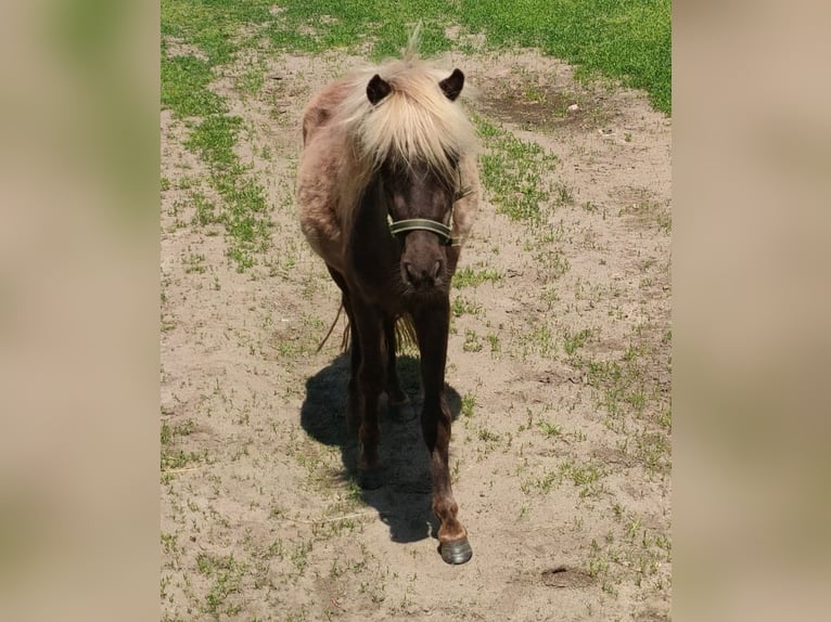 Poneys Shetland Jument 2 Ans 103 cm Noir in Rehburg-Loccum