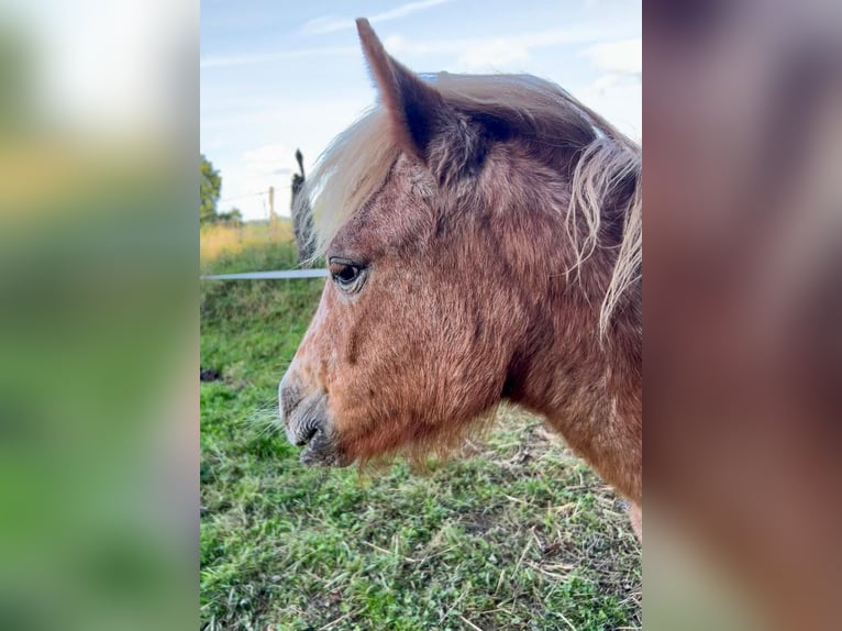 Poneys Shetland Jument 2 Ans 105 cm Léopard in Wermelskirchen
