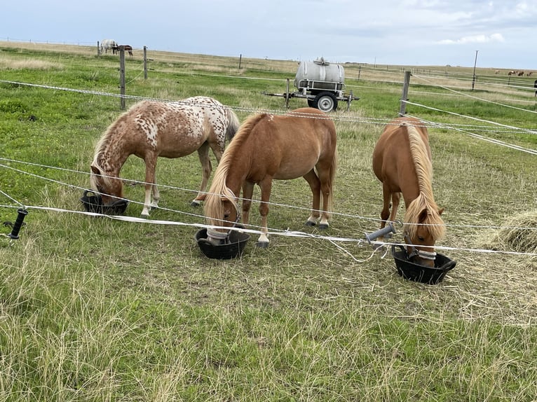 Poneys Shetland Jument 2 Ans 105 cm Léopard in Penig