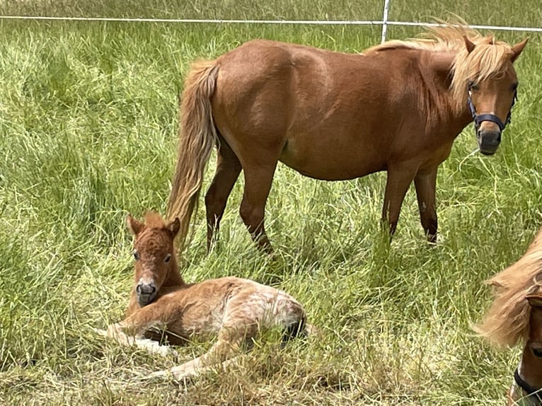 Poneys Shetland Jument 2 Ans 105 cm Léopard in Penig