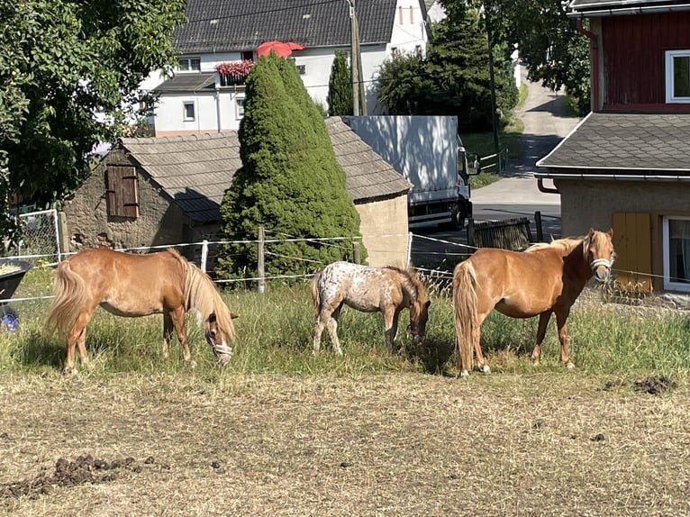 Poneys Shetland Jument 2 Ans 105 cm Léopard in Penig