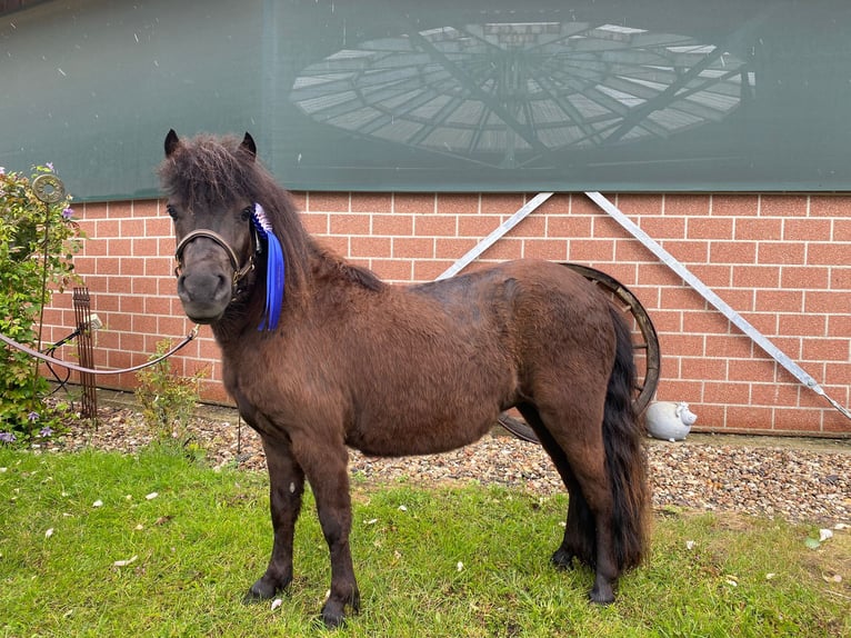 Poneys Shetland Jument 2 Ans 105 cm Noir in Hürup OT Maasbüll