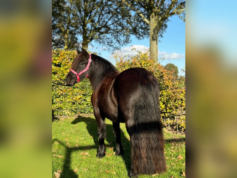 Poneys Shetland Jument 2 Ans 111 cm Noir in Wernhout