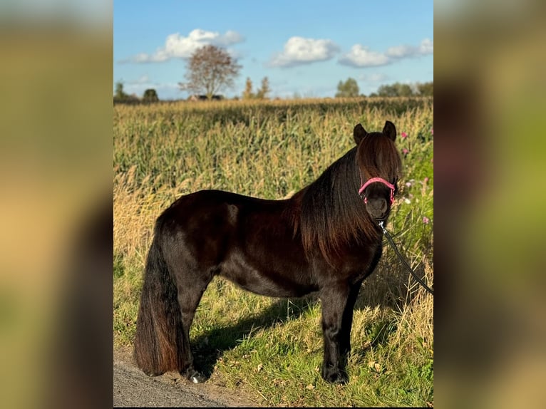 Poneys Shetland Jument 2 Ans 111 cm Noir in Wernhout