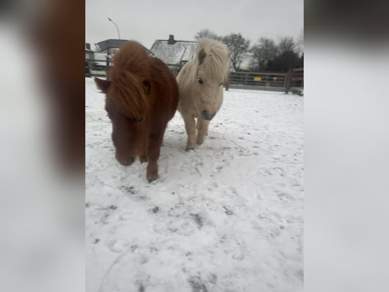 Poneys Shetland Jument 2 Ans 75 cm Alezan in Bordelum