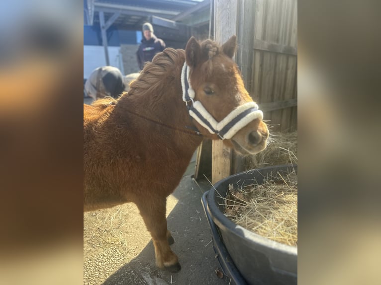 Poneys Shetland Jument 2 Ans 75 cm Alezan in Bordelum