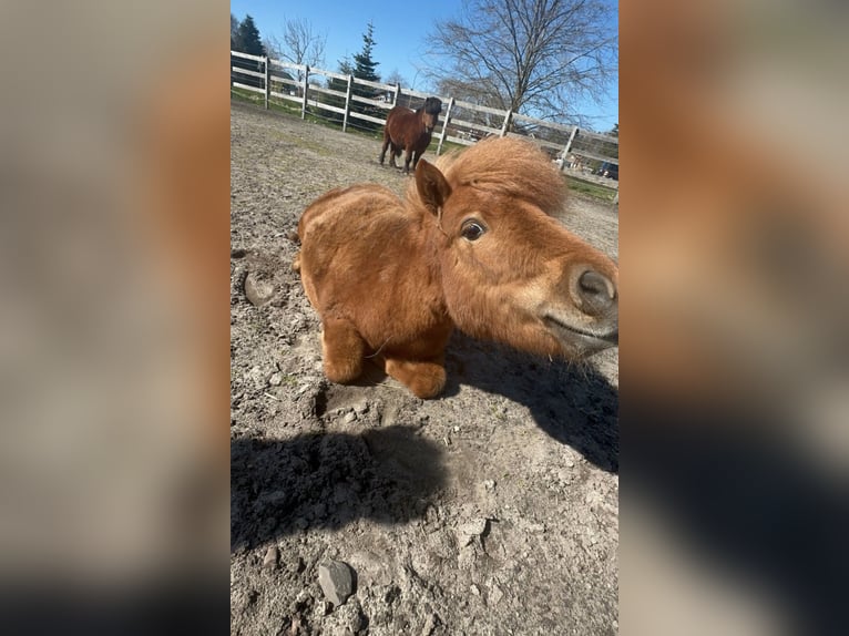 Poneys Shetland Jument 2 Ans 80 cm Alezan in Bordelum
