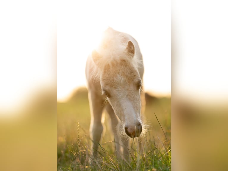 Poneys Shetland Jument 2 Ans 84 cm Palomino in Gouderak