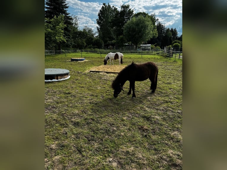 Poneys Shetland Jument 2 Ans 86 cm Bai brun foncé in Hofgeismar