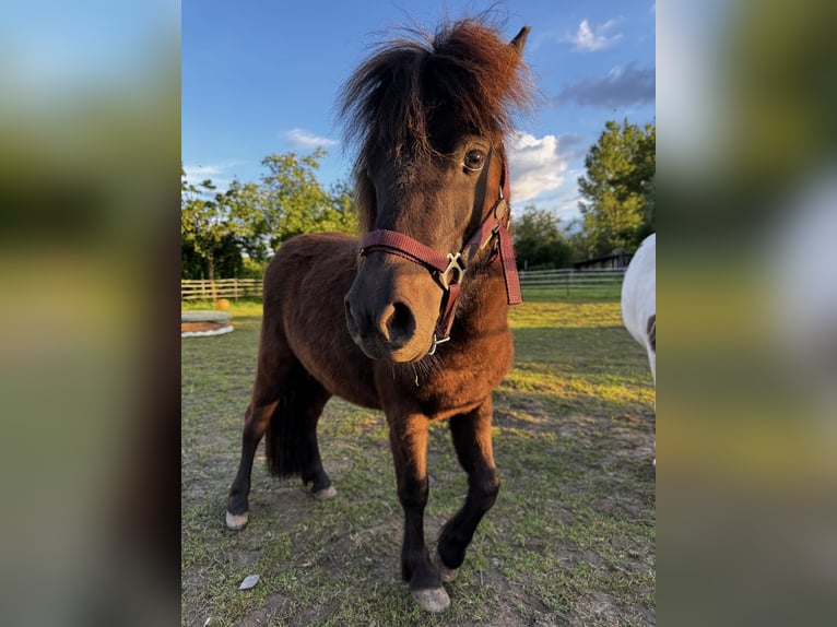 Poneys Shetland Jument 2 Ans 86 cm Bai brun foncé in Hofgeismar