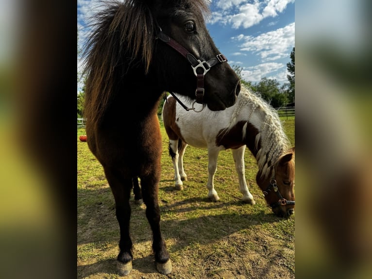 Poneys Shetland Jument 2 Ans 86 cm Bai brun foncé in Hofgeismar