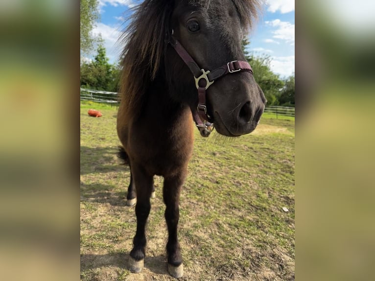 Poneys Shetland Jument 2 Ans 86 cm Bai brun foncé in Hofgeismar