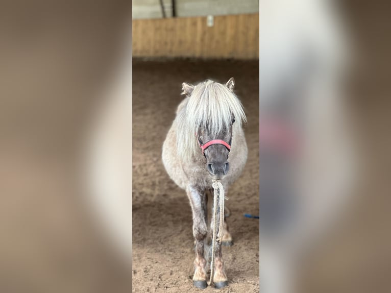 Poneys Shetland Croisé Jument 2 Ans 89 cm  in Löwenberger Land