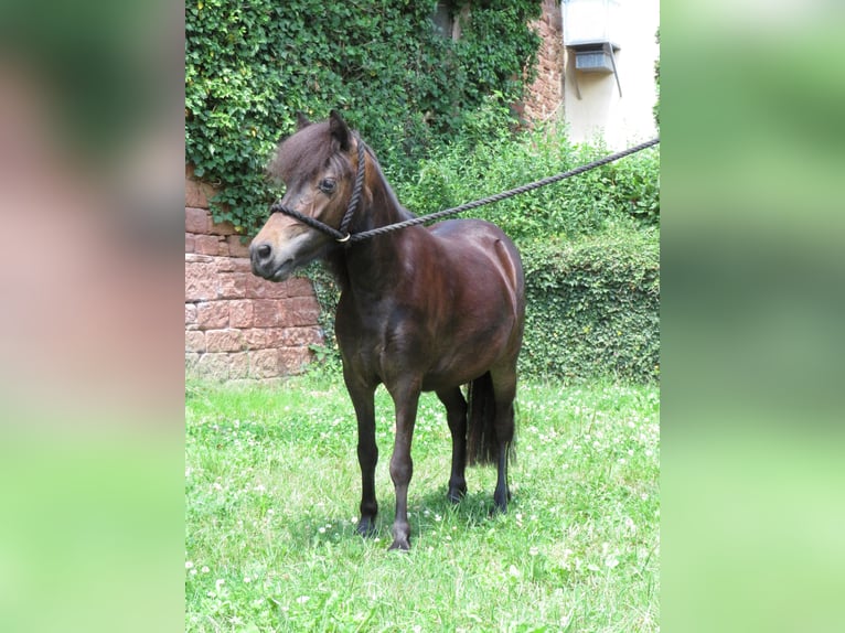 Poneys Shetland Jument 2 Ans 96 cm Bai brun in Obernburg am Main