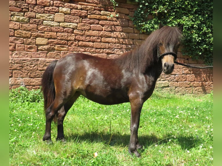 Poneys Shetland Jument 2 Ans 96 cm Bai brun in Obernburg am Main