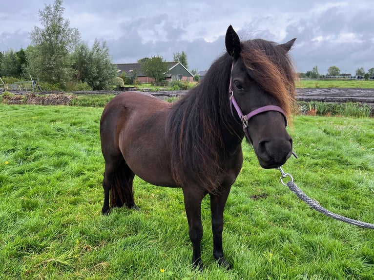 Poneys Shetland Jument 2 Ans 97 cm Noir in Bodegraven