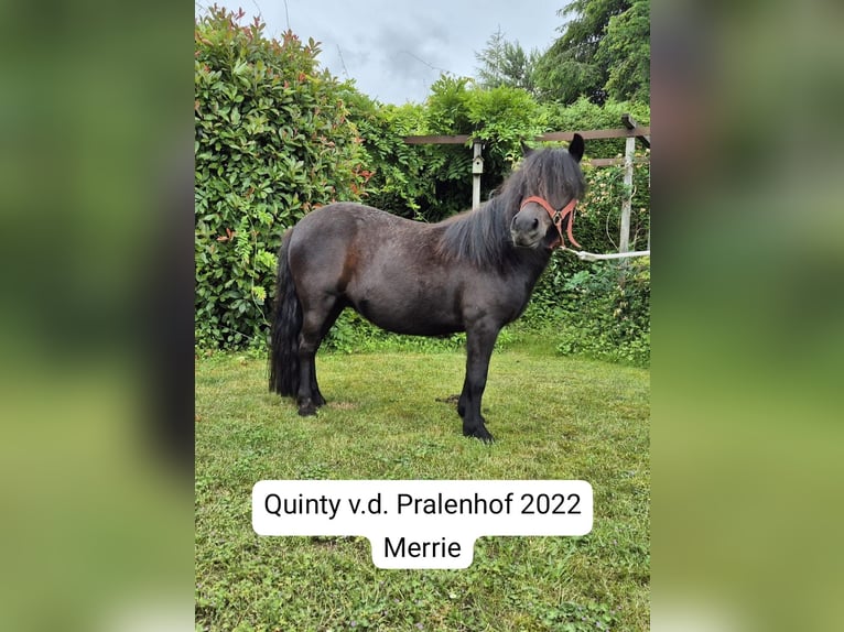 Poneys Shetland Jument 2 Ans Blanc in Veghel