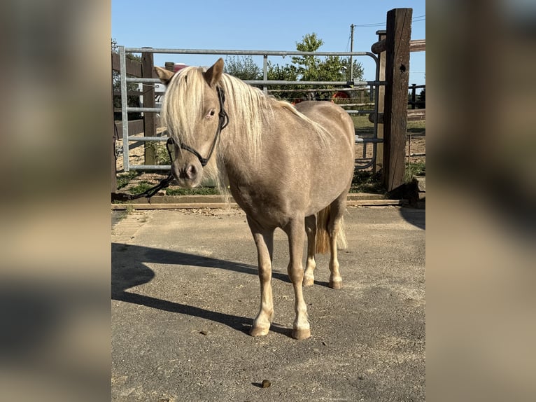 Poneys Shetland Jument 3 Ans 100 cm Champagne in Daleiden