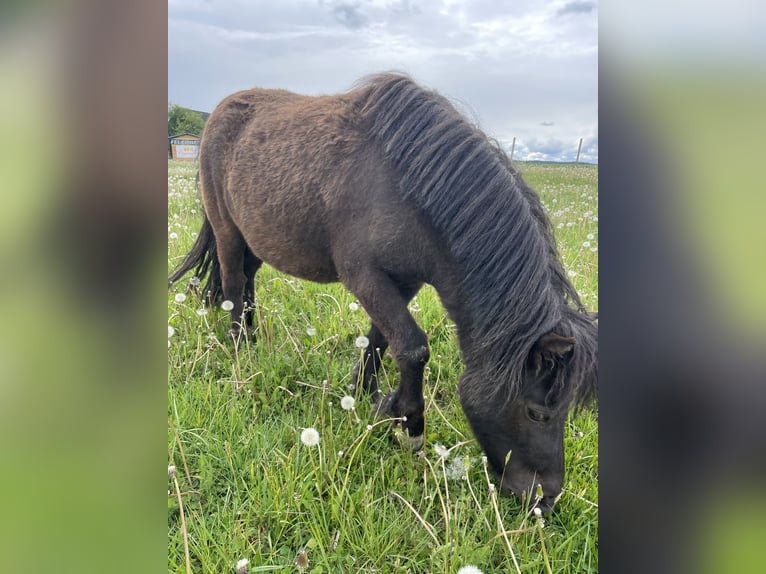 Poneys Shetland Jument 3 Ans 100 cm Noir in Gastern