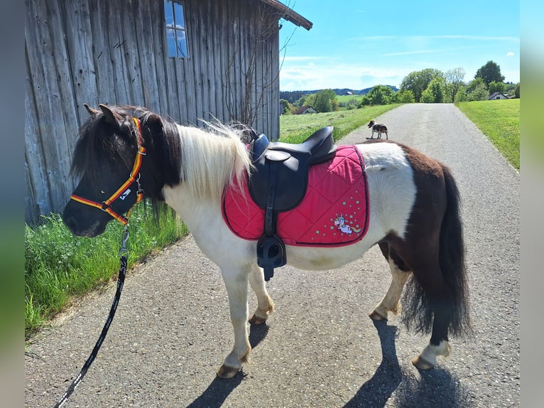 Poneys Shetland Jument 3 Ans 100 cm Pinto in Argenbühl