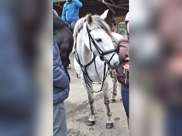 Poneys Shetland Jument 3 Ans 100 cm Pinto in Argenbühl