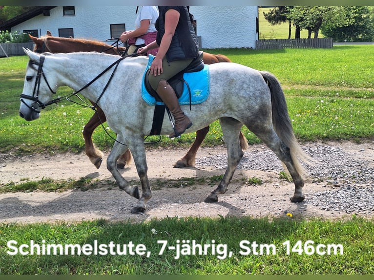 Poneys Shetland Jument 3 Ans 100 cm Pinto in Argenbühl