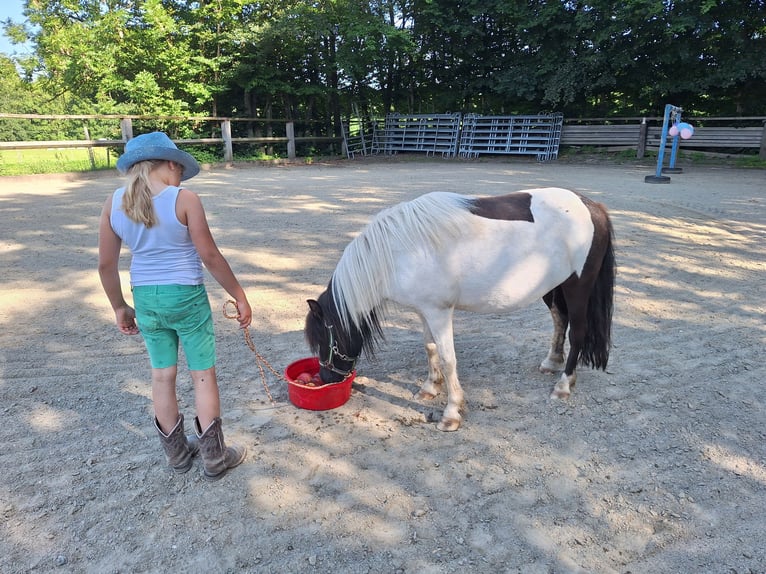Poneys Shetland Jument 3 Ans 100 cm Pinto in Argenbühl