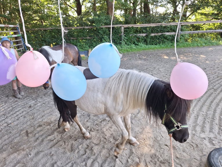 Poneys Shetland Jument 3 Ans 100 cm Pinto in Argenbühl