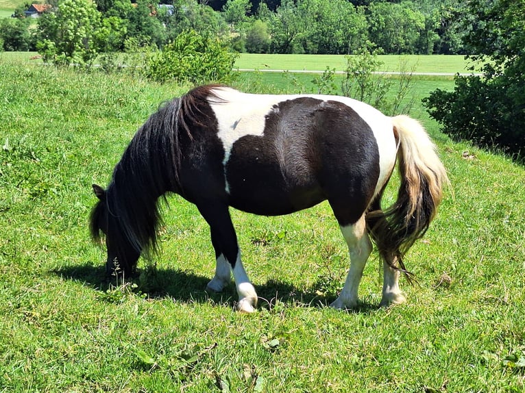 Poneys Shetland Jument 3 Ans 100 cm Pinto in Argenbühl