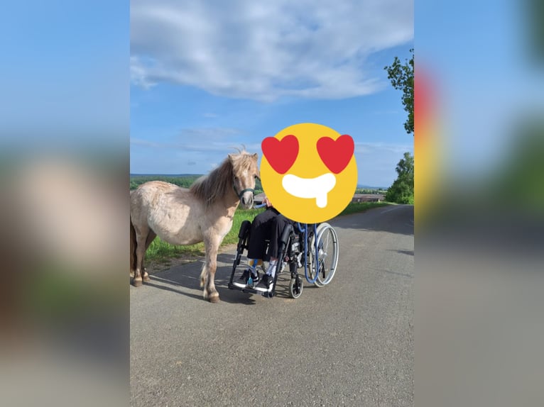 Poneys Shetland Jument 3 Ans 103 cm Isabelle in Baiersdorf