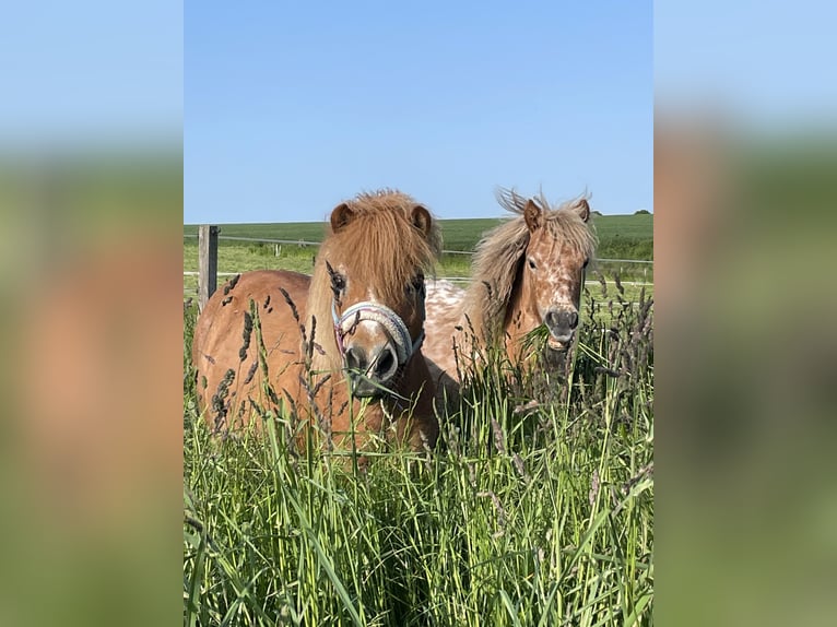 Poneys Shetland Jument 3 Ans 105 cm Léopard in Penig