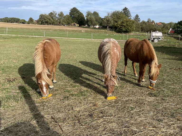 Poneys Shetland Jument 3 Ans 105 cm Léopard in Penig