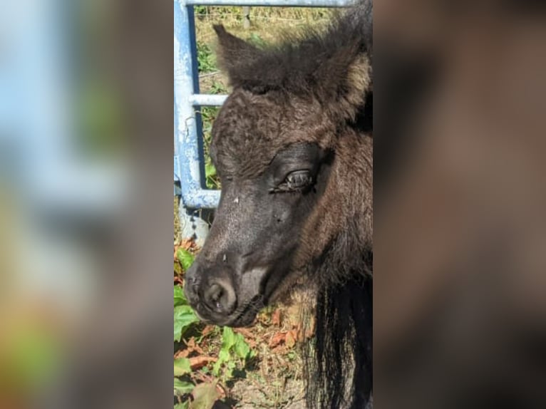 Poneys Shetland Jument 3 Ans 105 cm Noir in Hürup OT Maasbüll