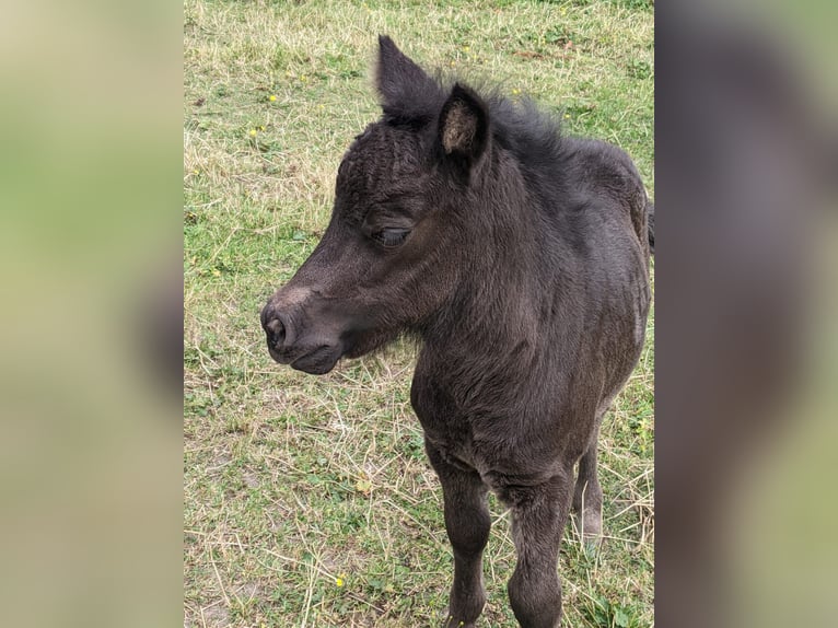 Poneys Shetland Jument 3 Ans 105 cm Noir in Hürup OT Maasbüll