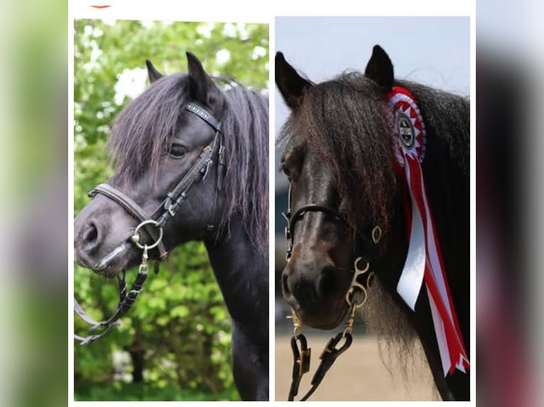 Poneys Shetland Jument 3 Ans 105 cm Noir in Hürup OT Maasbüll