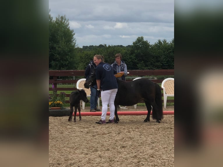 Poneys Shetland Jument 3 Ans 105 cm Noir in Hürup OT Maasbüll