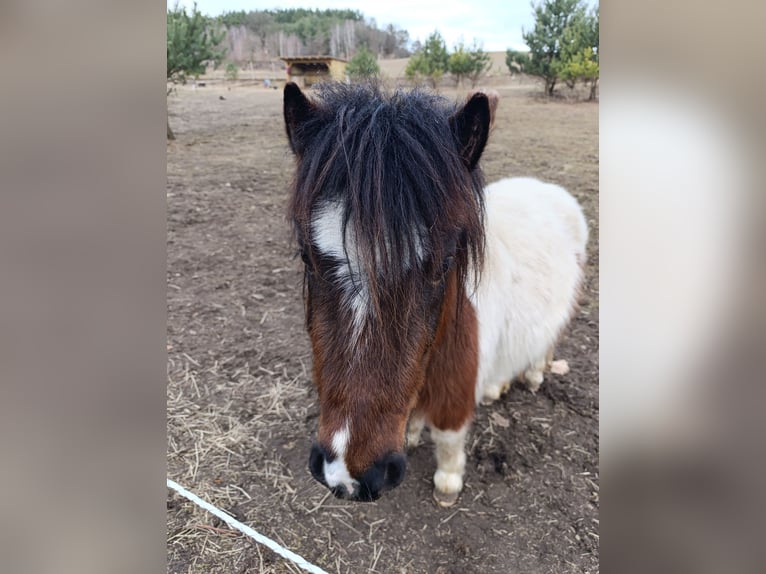 Poneys Shetland Croisé Jument 3 Ans 105 cm Pinto in Nowe Dzieduszyce 32
