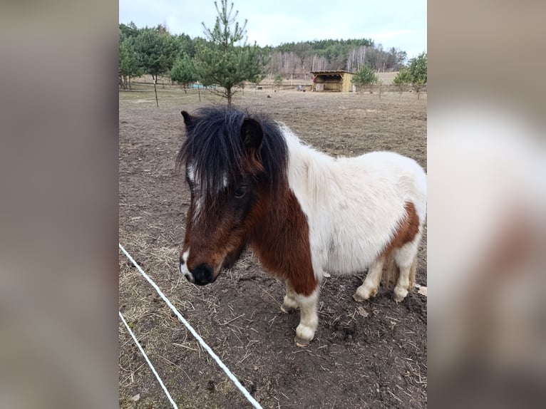 Poneys Shetland Croisé Jument 3 Ans 105 cm Pinto in Nowe Dzieduszyce 32