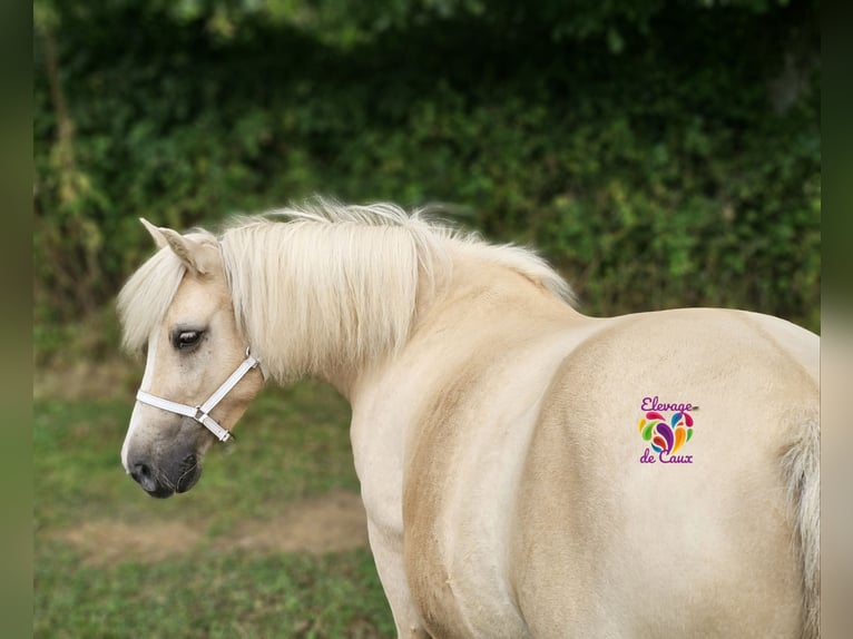 Poneys Shetland Jument 3 Ans 107 cm Grullo in Ecouché-les-Vallées