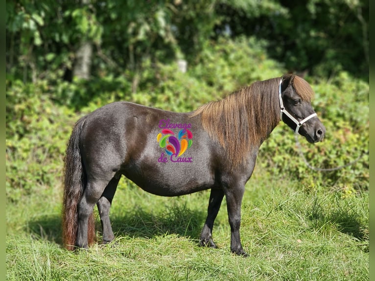 Poneys Shetland Jument 3 Ans 107 cm Grullo in Ecouché-les-Vallées