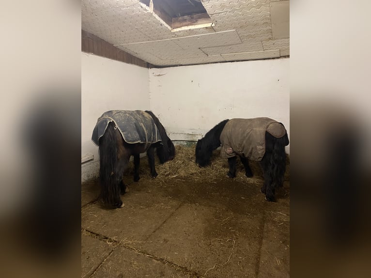 Poneys Shetland Jument 3 Ans 109 cm Noir in Koblenz