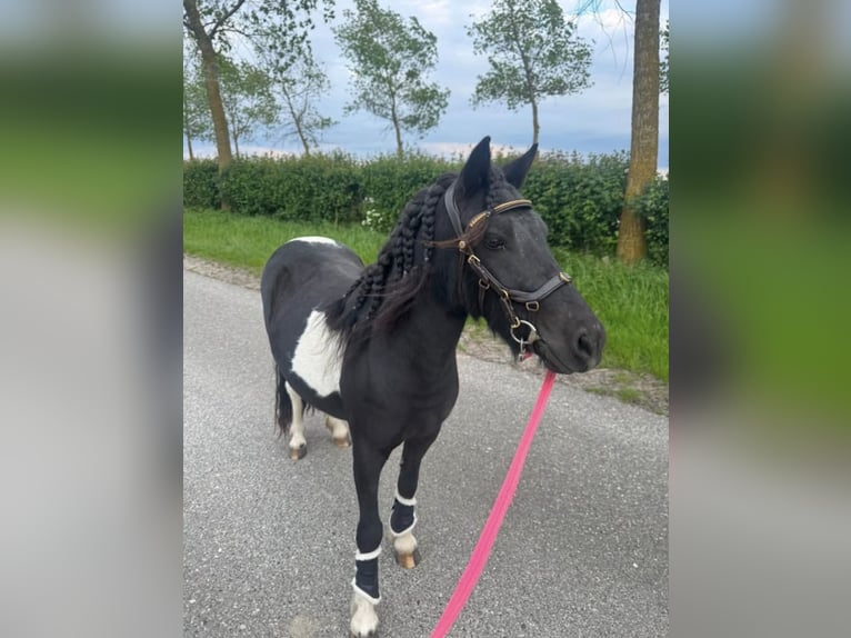 Poneys Shetland Jument 3 Ans 110 cm Pinto in Schoondijke