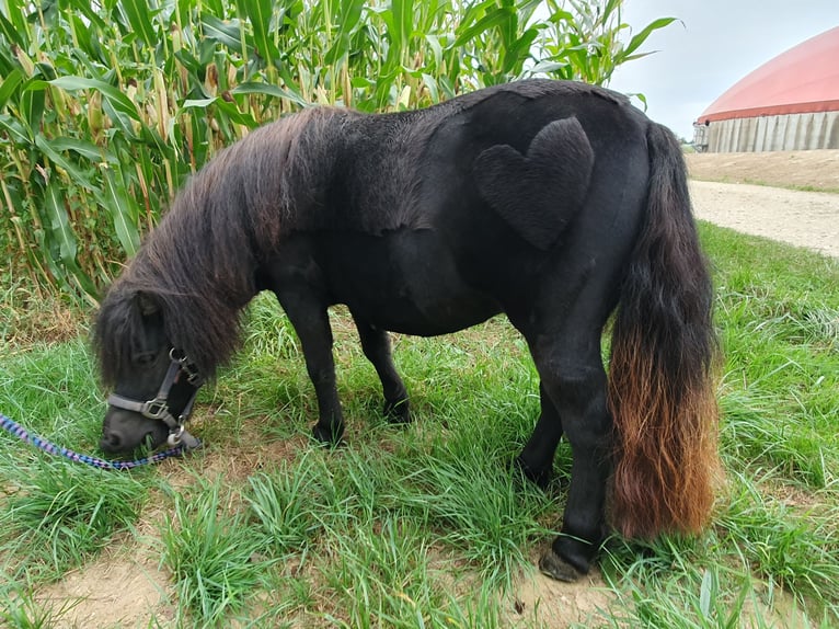 Poneys Shetland Jument 3 Ans 87 cm Noir in Eschach