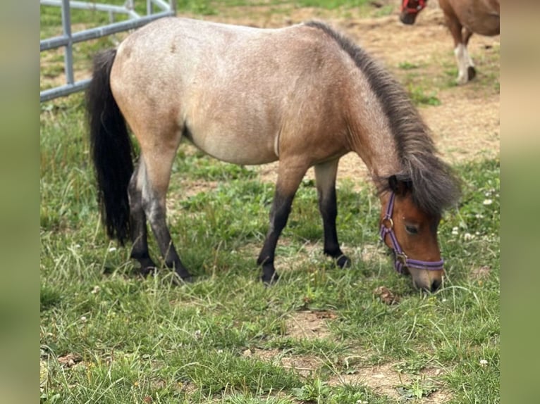 Poneys Shetland Jument 3 Ans 90 cm in Bad Münstereifel