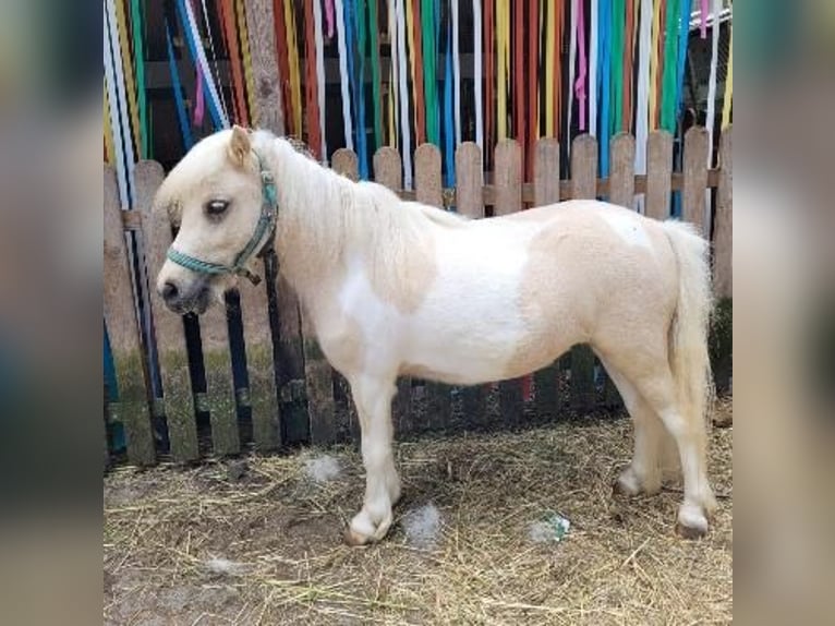 Poneys Shetland Jument 3 Ans 95 cm Palomino in Himmelstadt
